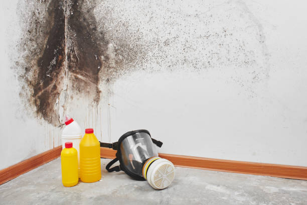 Best Mold Removal Company Near Me  in Hebbronville, TX