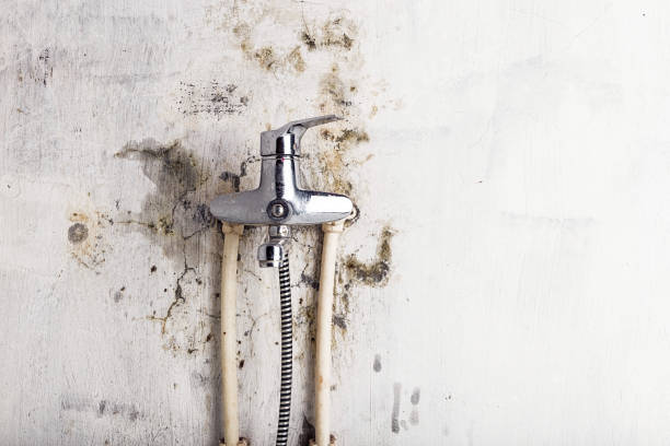 Best Mold Damage Repair  in Hebbronville, TX
