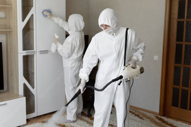 Best Fast Mold Removal  in Hebbronville, TX