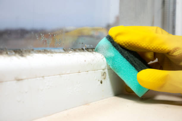 Best Home Mold Removal  in Hebbronville, TX