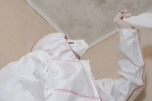 Trusted Hebbronville, TX Mold Removal Experts