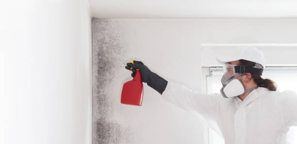 Best Mold Removal Near Me  in Hebbronville, TX