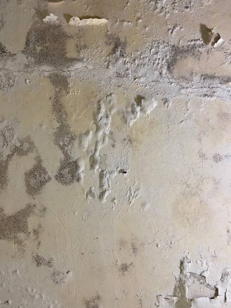 Best Mold Cleaning Services  in Hebbronville, TX