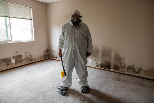 Best Office Mold Removal Services  in Hebbronville, TX
