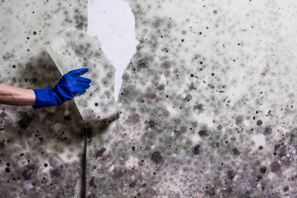 Best Mold Testing  in Hebbronville, TX