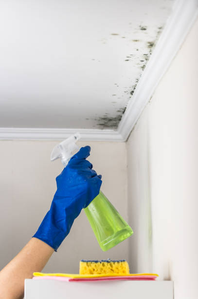 Best Professional Mold Removal  in Hebbronville, TX